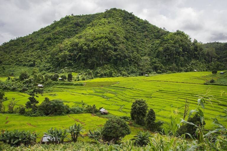 Rice-fields