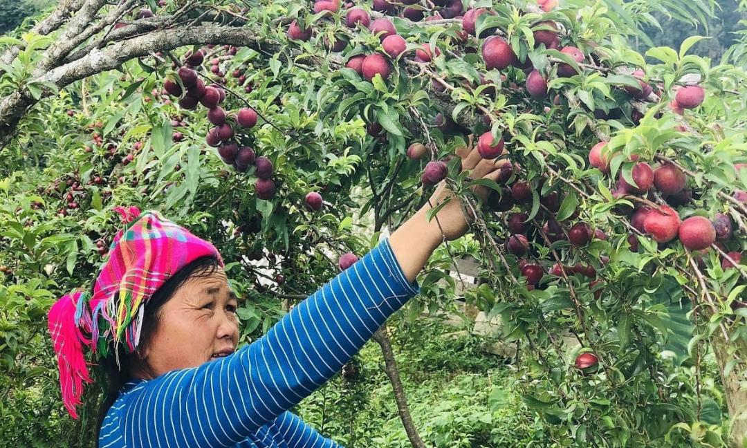 qué comer en Sapa