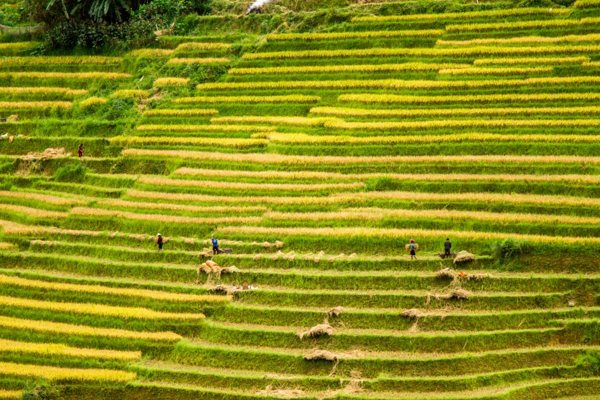 Temporada de Arroz Maduro en Sapa: Una Imagen Fascinante de la Naturaleza, la mejor época para ver arrozales en Vietnam