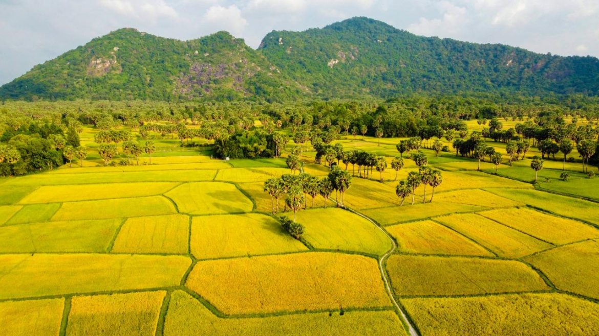 La mejor época para ver arrozales en Vietnam