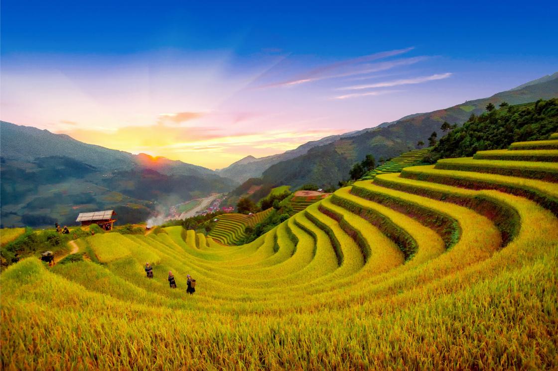 La mejor época para ver los arrozales de Vietnam