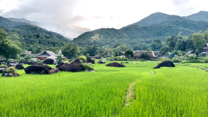 La mejor época para ver los arrozales en Vietnam