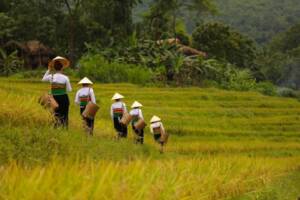 Trekking en las espectaculares terrazas de arroz de Pu Luong ideal para su itinerario de Vietnam y Camboya en 10 dias.