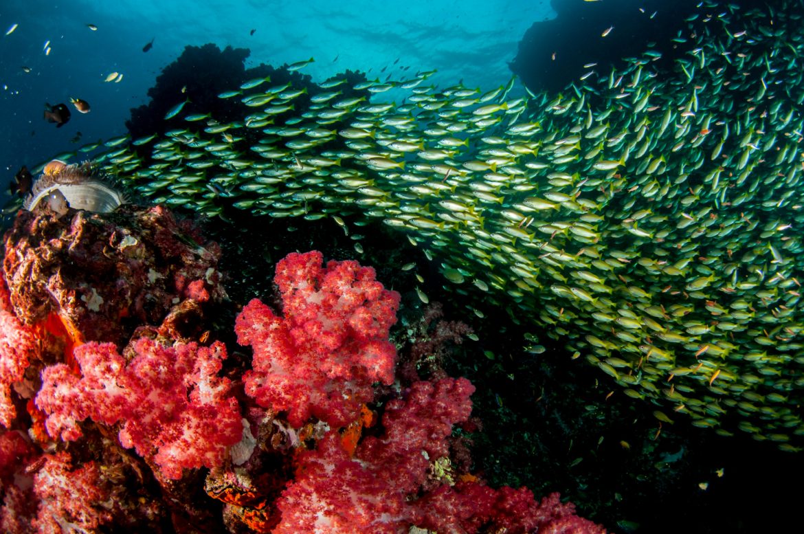 Buceo en Tailandia