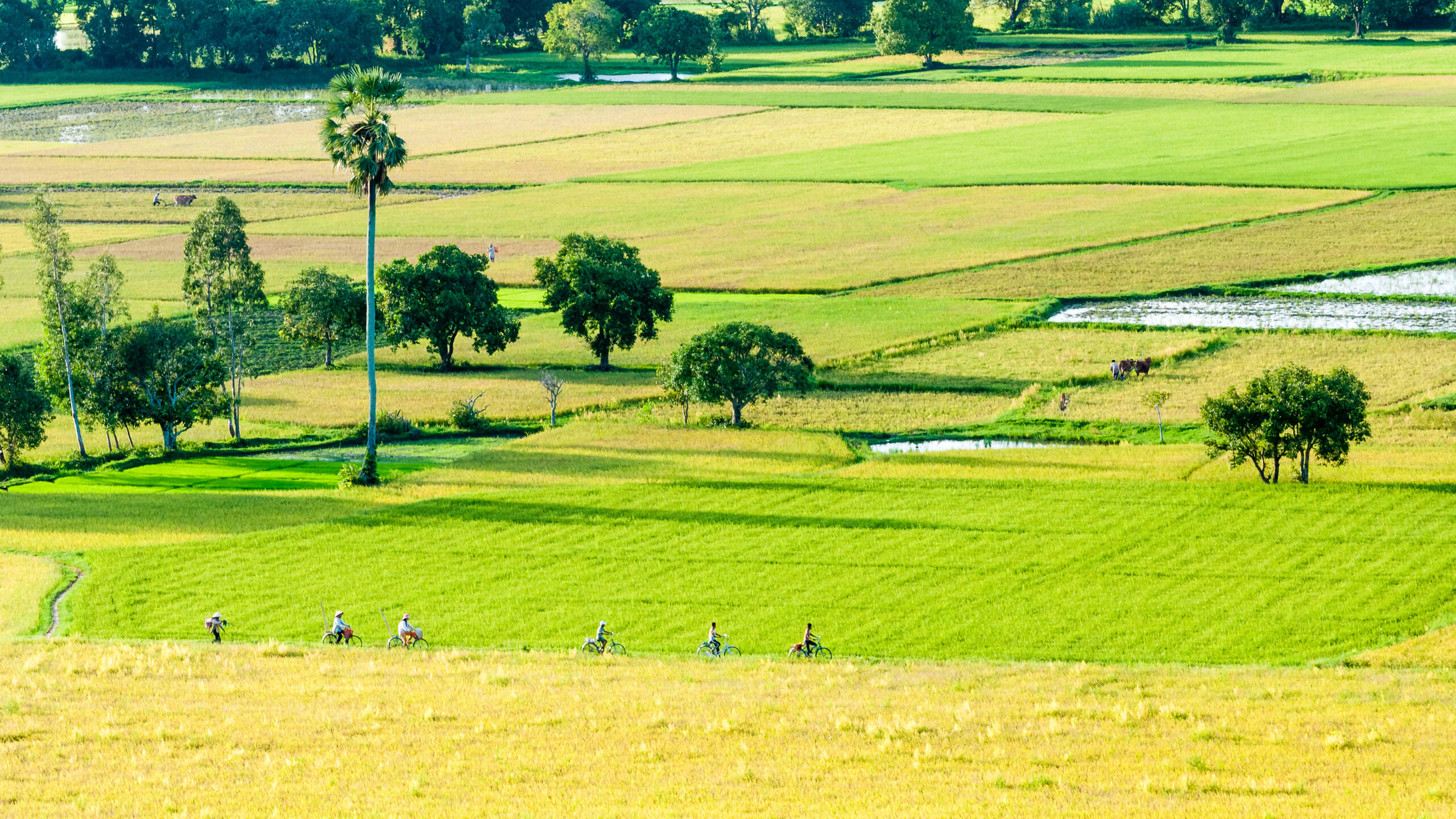 paquetes de viajes a vietnam - ciclismo en los campos vietnamitas