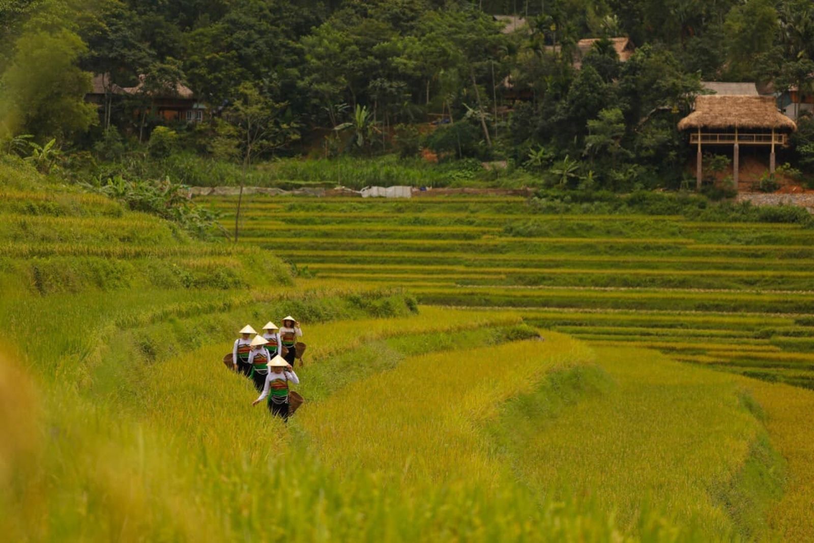 Viaje Verde A Vietnam - Naturaleza & Cultura 15 Días