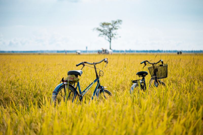 Ho Chi Minh - Delta de Mekong [Guía/D/A/C] 